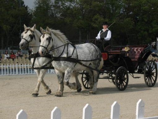 Location de calèche, mariage, transporter